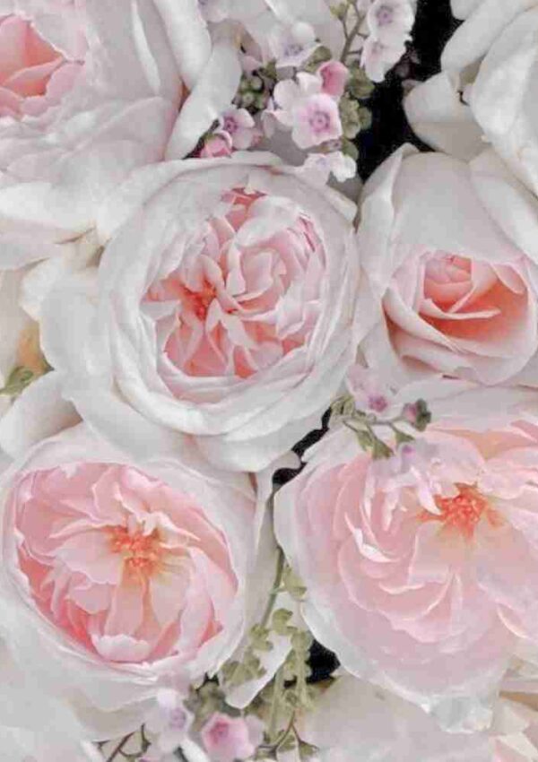 Rose Inglesi: eleganti e profumate