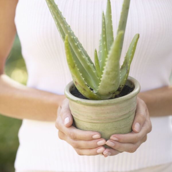 I benefici dell'Aloe Vera per la pelle: una panoramica generale