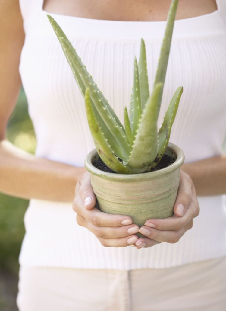 I benefici dell'Aloe Vera per la pelle: una panoramica generale
