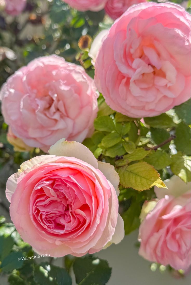 Rosa Pierre de Ronsard: Poesia Rampicante nel Tuo Giardino (e un Tuffo nella Storia delle Rose)
