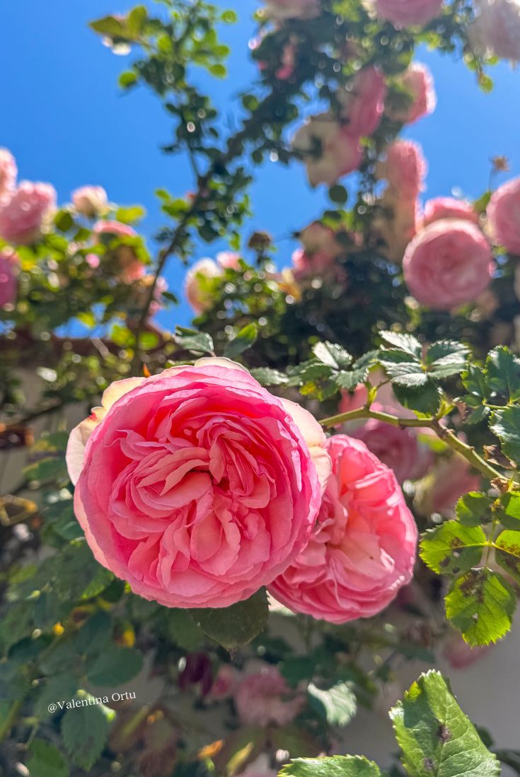 Rosa Pierre de Ronsard: Poesia Rampicante nel Tuo Giardino (e un Tuffo nella Storia delle Rose)