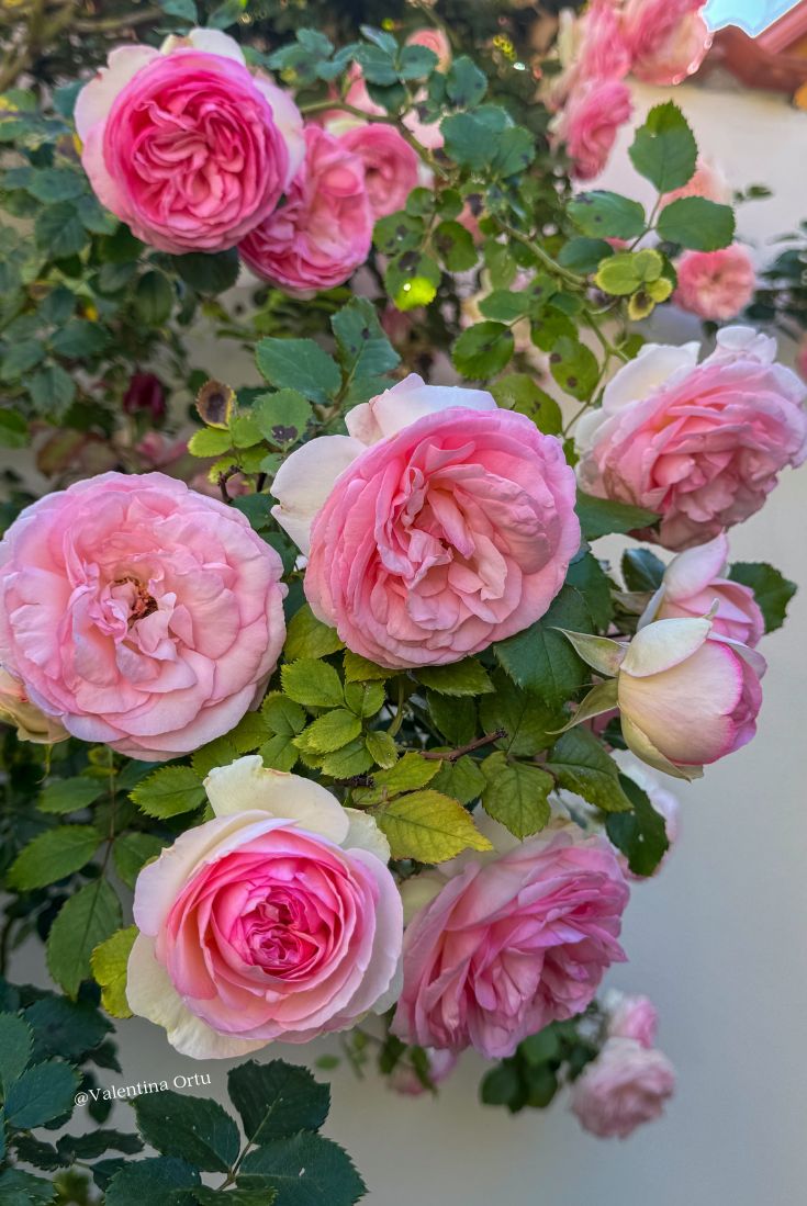 Rosa Pierre de Ronsard: Poesia Rampicante nel Tuo Giardino (e un Tuffo nella Storia delle Rose)