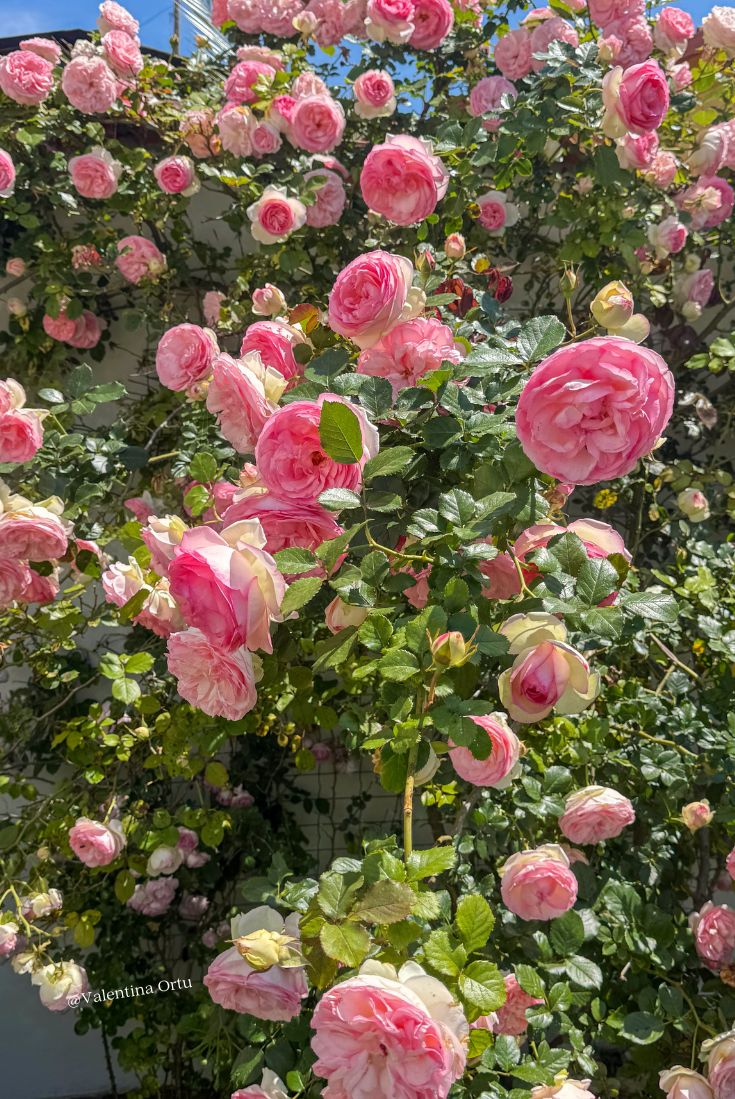 Rosa Pierre de Ronsard: Poesia Rampicante nel Tuo Giardino (e un Tuffo nella Storia delle Rose)